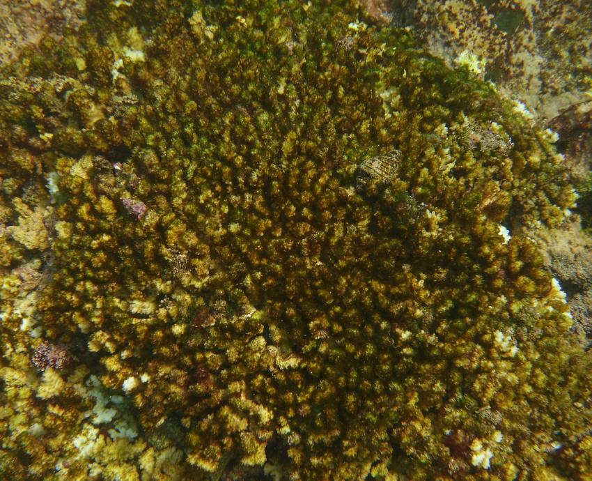 “El Niño” y huracán “Roslyn” causaron daños en 95 por ciento del coral de Islas Marietas 