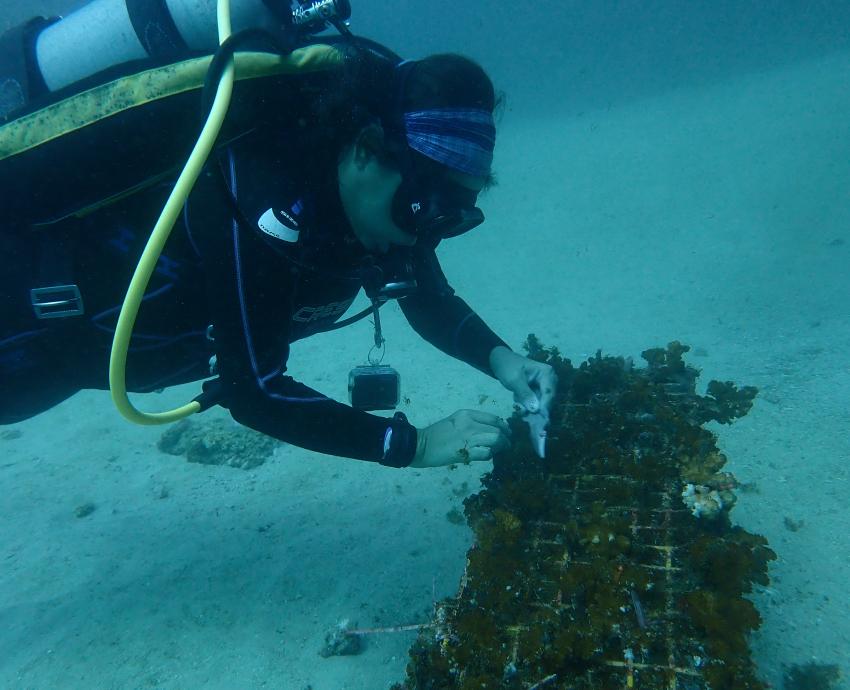 “El Niño” y huracán “Roslyn” causaron daños en 95 por ciento del coral de Islas Marietas 