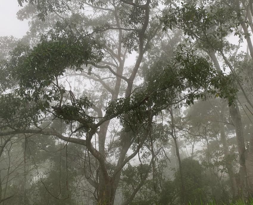 Aún hay problemas que amenazan a la reserva de la Biósfera Sierra Vallejo-Río Ameca 