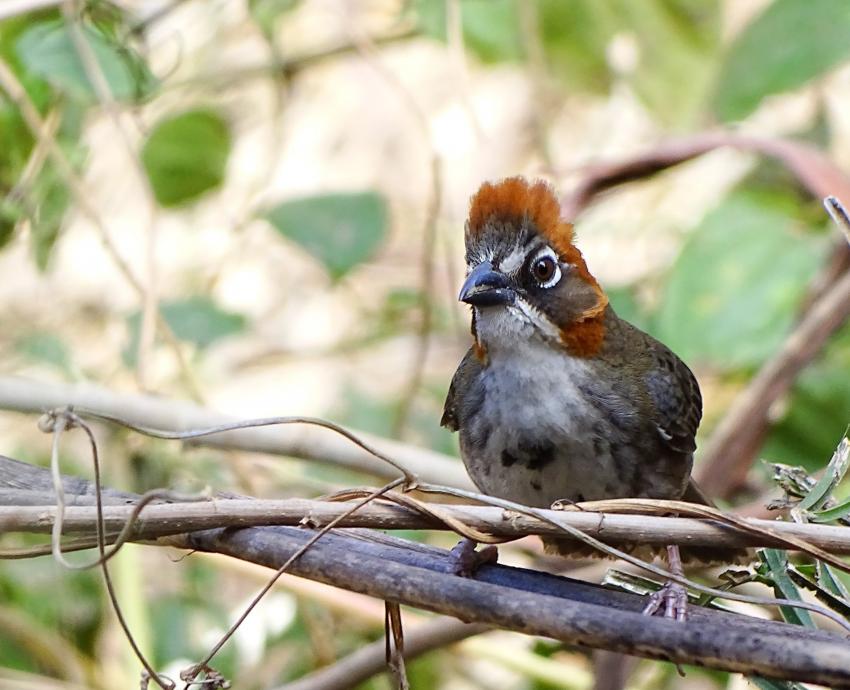 Aún hay problemas que amenazan a la reserva de la Biósfera Sierra Vallejo-Río Ameca 