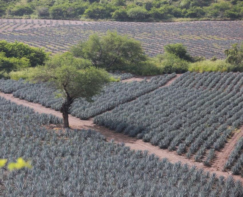 Estrenan “Expresiones del Sur”, documental que retrata la cultura de esa región de Jalisco
