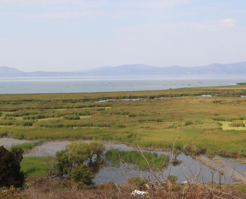 Investigadores de la UdeG denuncian depredación de humedales en Lago de Chapala