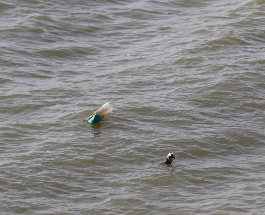 Investigadores de la UdeG denuncian depredación de humedales en Lago de Chapala