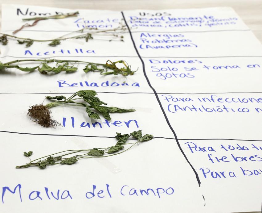 Buscan comunidades indígenas el reconocimiento de la medicina tradicional