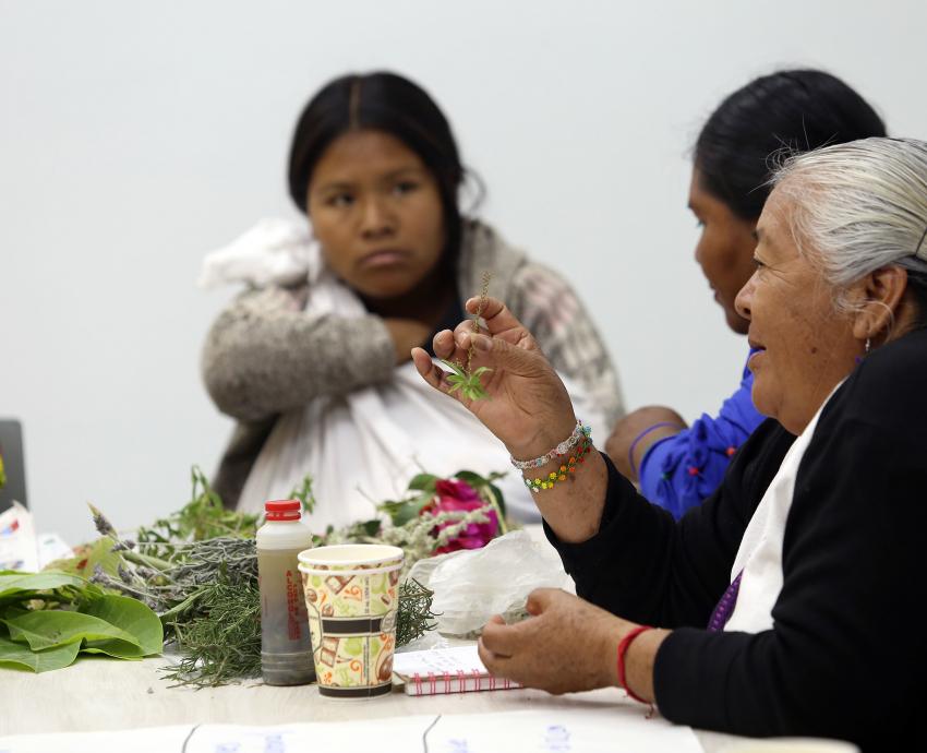 Buscan comunidades indígenas el reconocimiento de la medicina tradicional
