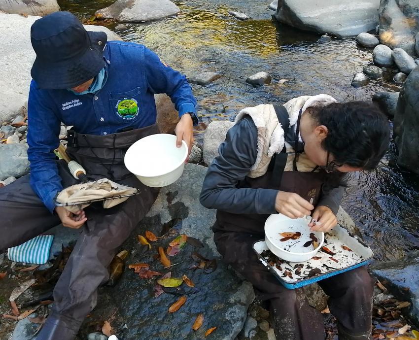 Estudian insectos para el rescate de ríos de la Costa Sur de Jalisco