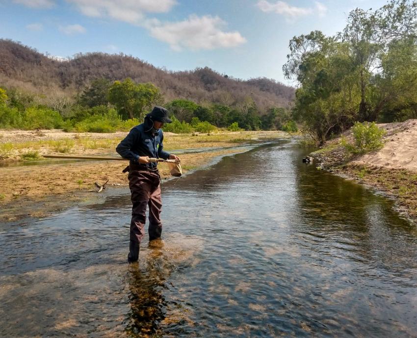 Estudian insectos para el rescate de ríos de la Costa Sur de Jalisco