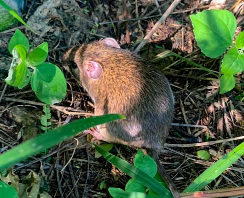 Encuentran agroquímicos en roedores de los valles de Autlán