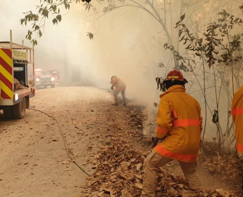 Impactan incendios y plaguicidas a felinos de la Sierra de Manantlán