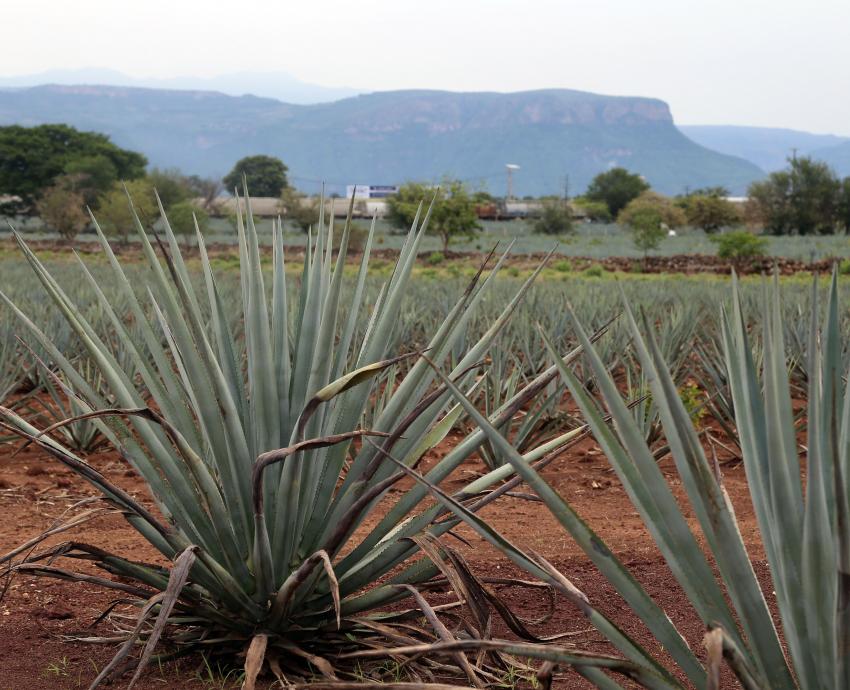 Anuncian 3er AgroEmprende sobre bebidas con sabor a Jalisco, en CUCBA