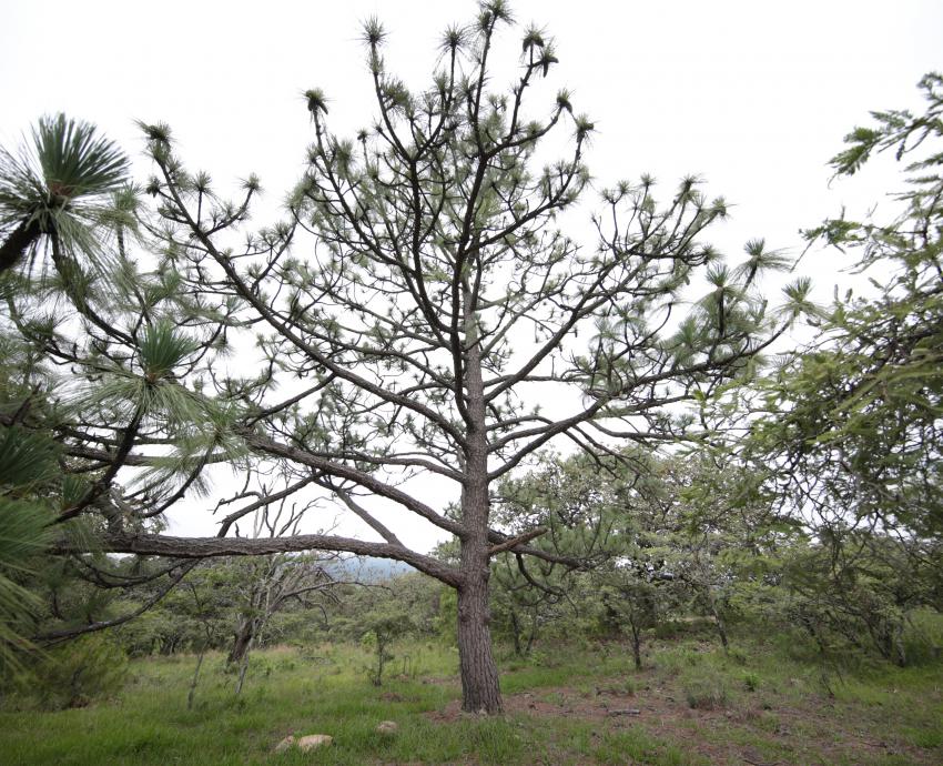 Invitan a reforestar de manera responsable