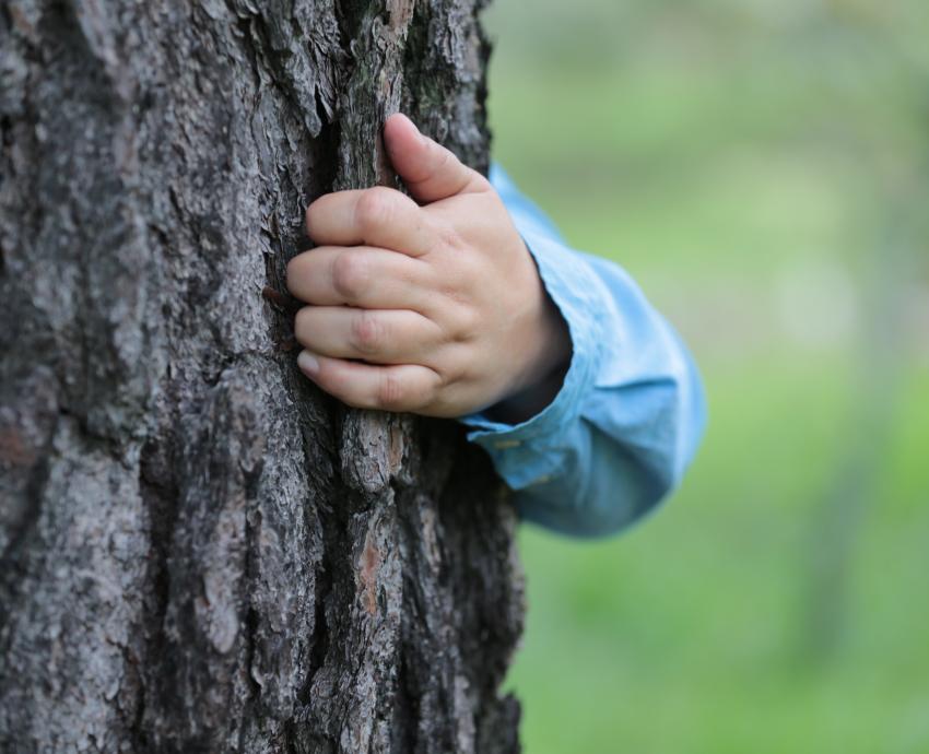 Invitan a reforestar de manera responsable