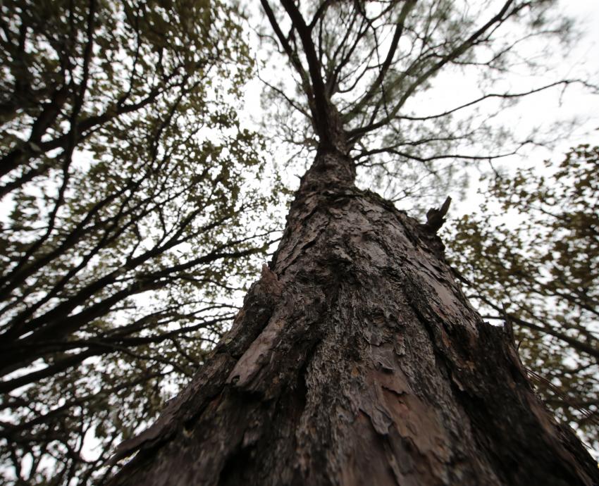 Invitan a reforestar de manera responsable