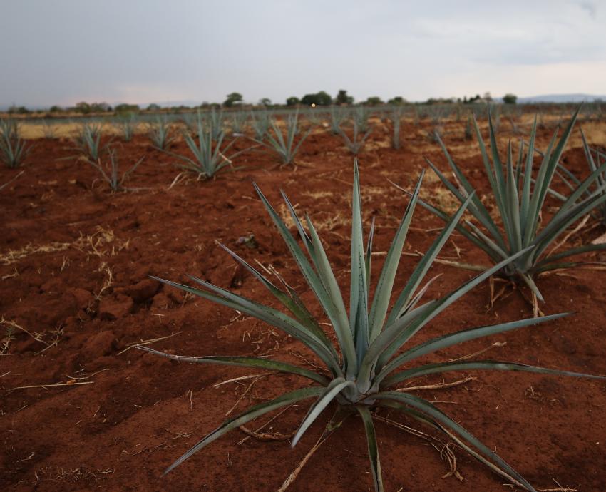 Proponen alternativas para reducir impactos del cultivo de agave en los suelos