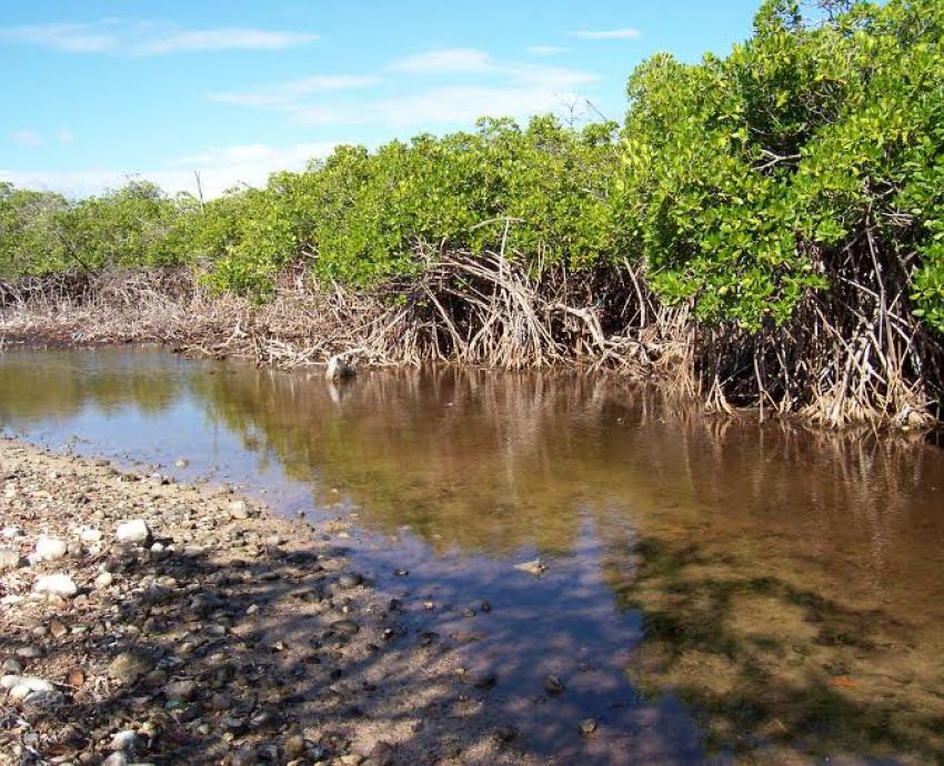 Falta seguimiento a programas de conservación de manglares en costa jalisciense
