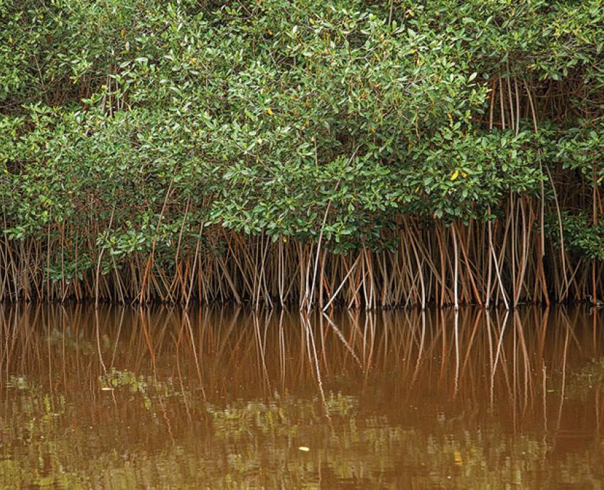 Falta seguimiento a programas de conservación de manglares en costa jalisciense