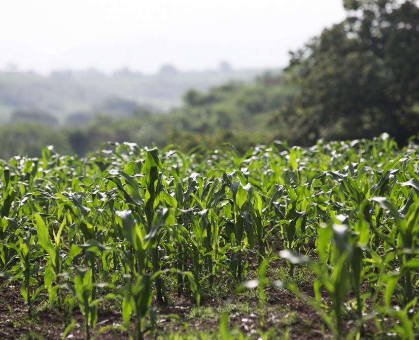 Con prácticas de consumo local, gastronomía sostenible reduce el impacto ambiental