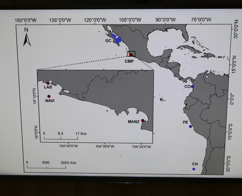 Equipo científico de UdeG descubre nuevo género de babosa marina en Melaque