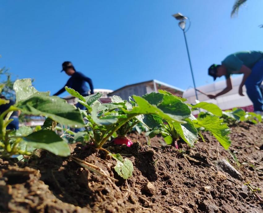 Vincula la Preparatoria 19 su labor de agricultura urbana con la cooperativa barcelonesa Tarpuna