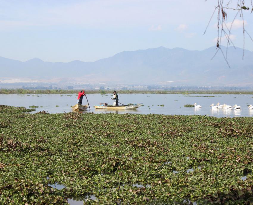 UdeG trabaja en recuperación de humedales mediante conocimientos tradicionales y cooperación internacional
