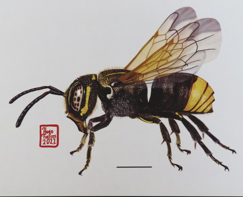 Acercan labor de especies polinizadoras por medio de la ilustración científica