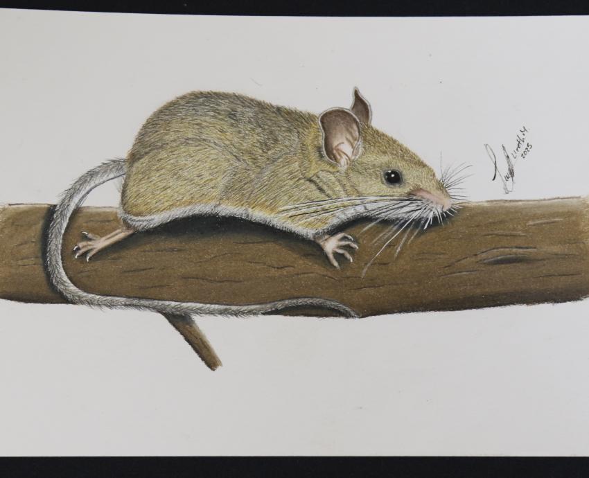 Acercan labor de especies polinizadoras por medio de la ilustración científica