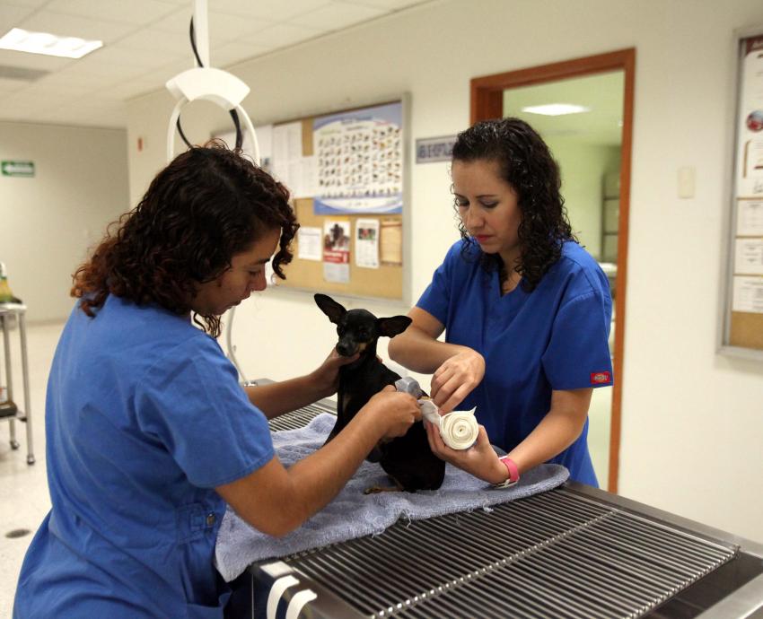 Suman esfuerzos para proteger y conservar la vida silvestre en Jalisco