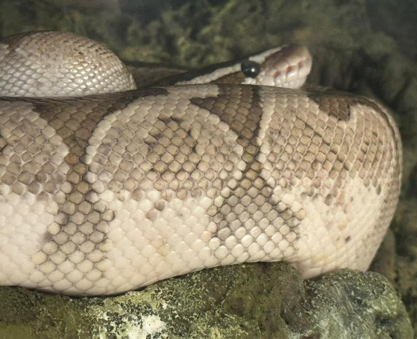 Suman esfuerzos para proteger y conservar la vida silvestre en Jalisco