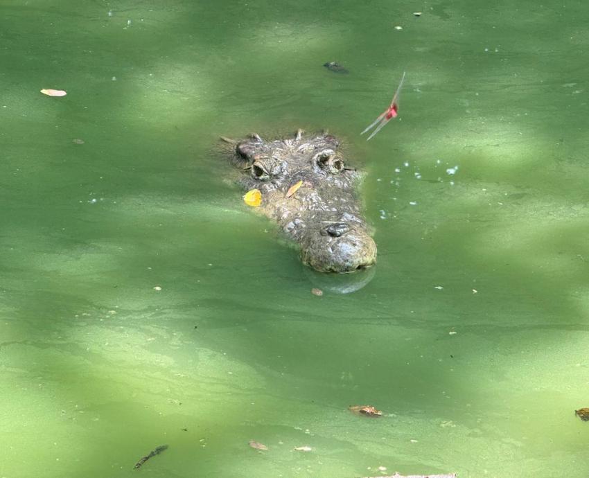 Suman esfuerzos para proteger y conservar la vida silvestre en Jalisco