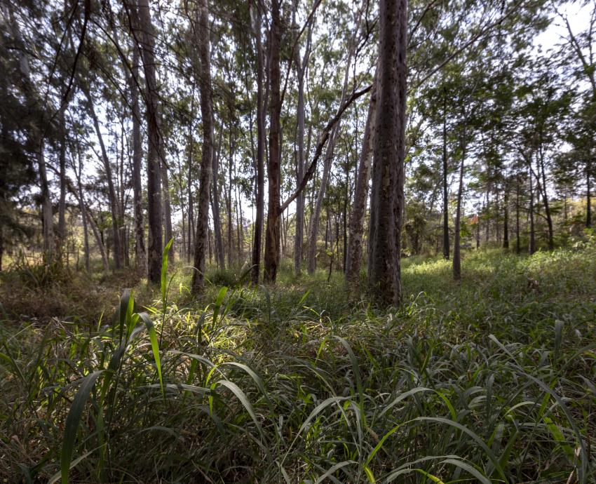 Alertan especialistas del CUCBA sobre invisibilidad de especies en peligro de extinción
