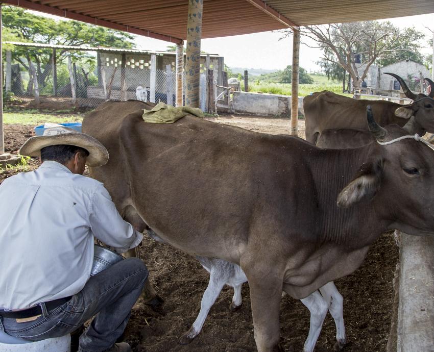 Monitorean académicos salud de las vacas a través de inteligencia de datos para reducir ingesta de antibióticos