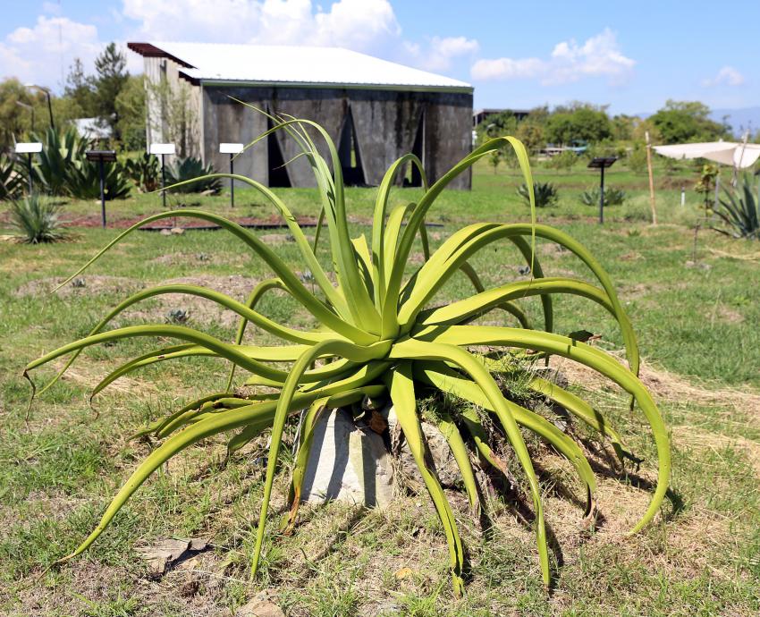 Impulsa CUValles conservación de la biodiversidad con Laboratorio jardín etnobiológico de Jalisco