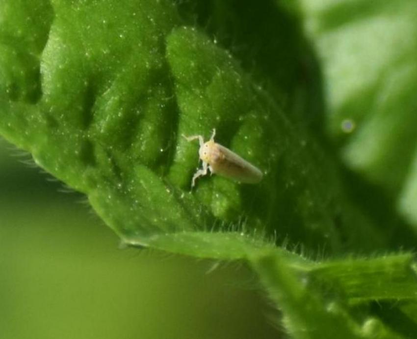 Proponen combatir plaga de chicharrita del maíz con microavispas