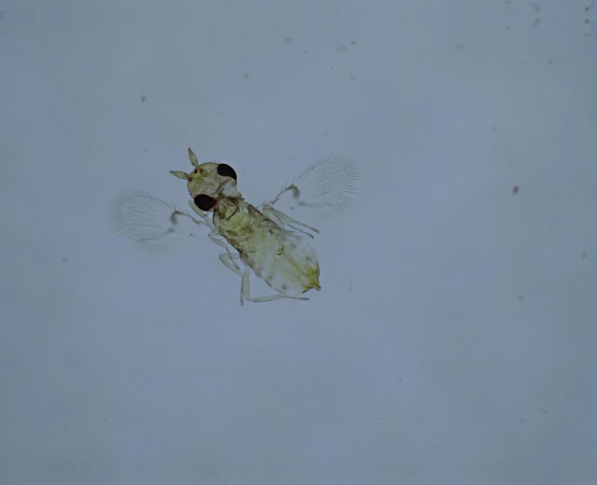 Proponen combatir plaga de chicharrita del maíz con microavispas