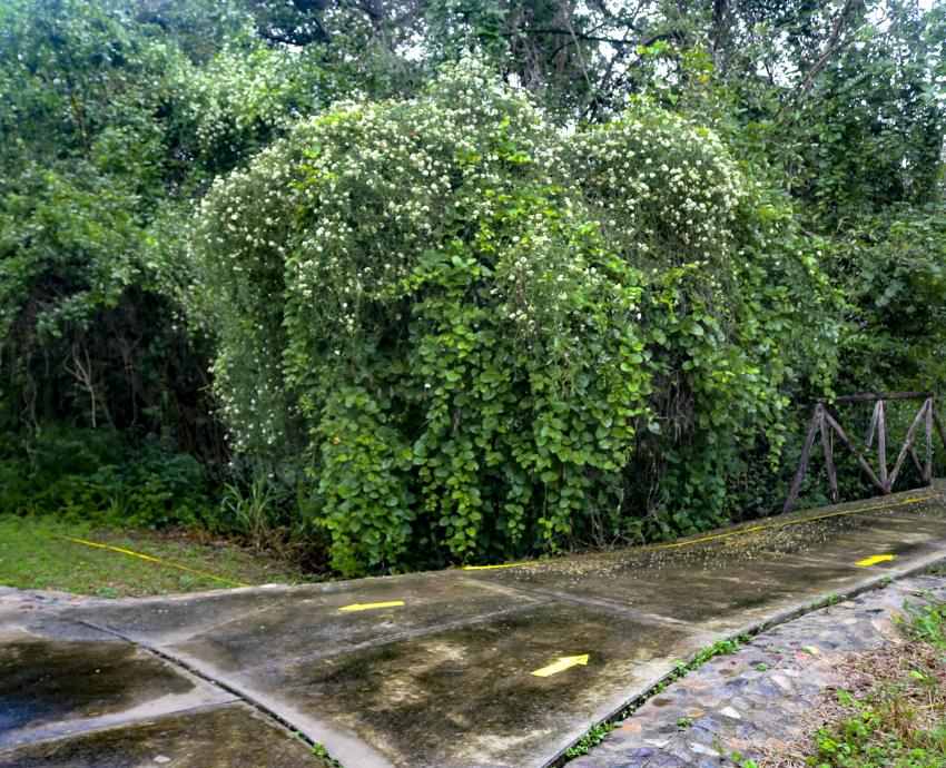 Difunden libro con más de 170 especies de flora del CUCosta 