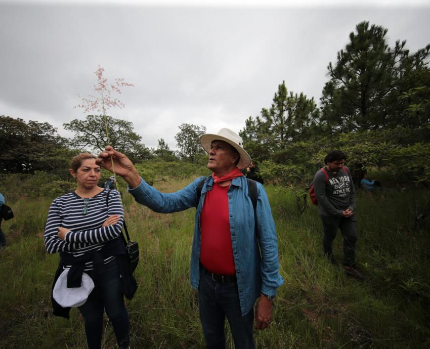 Invitan a segundo diplomado en Baños de bosque, una estrategia de salud pública y conservación ambiental