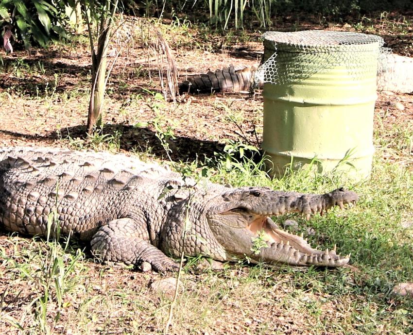 CUCosta fortalece la investigación, capacitación y educación ambiental sobre cocodrilos en la región costera de Jalisco y Nayarit
