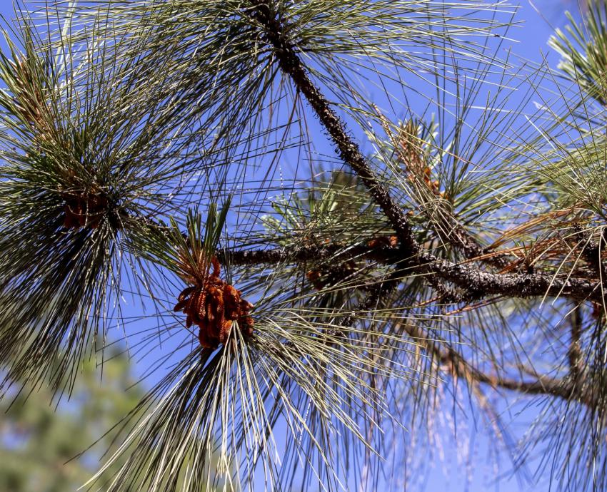 Invita CUCBA a Jornada de reforestación por el bosque de La Primavera 