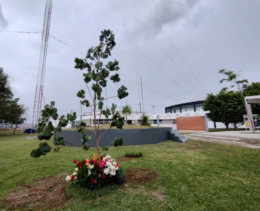 Plantan en CUCiénega árbol en memoria de la académica Juanita Santos Cruz
