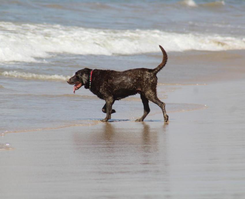 Recomiendan medidas para el cuidado de mascotas en época de calor