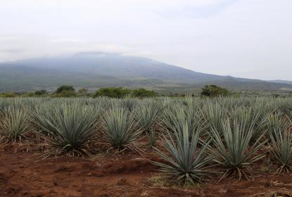 Cultivos de agave se reducen en la región Ciénega en la última década
