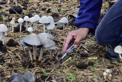 Hongos alucinógenos no son adictivos, pero se deben conocer los riesgos de consumirlos, advierte especialista