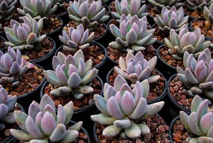 Científicos del CUCSur descubren nueva especie de suculenta única en América