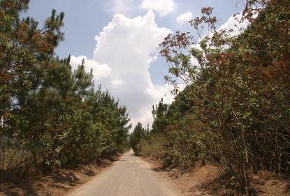 Urge proteger bosques tropicales, pues son los que mejor se adaptarían al cambio climático 