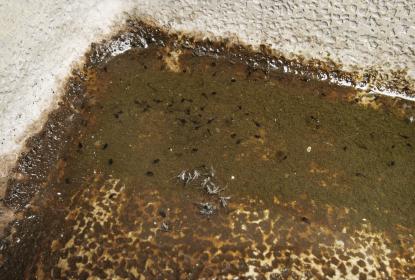 Exhortan a no bajar la guardia a pesar de descensos en casos de dengue