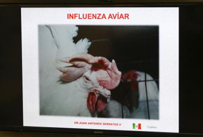 Jalisco está fortalecido frente a la gripe aviar