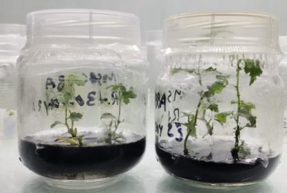 Impulsan proyectos biotecnológicos para hacer resistentes cultivos a las sequías