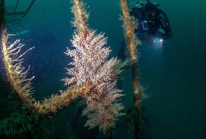 Documentan coral invasor en costas de Jalisco y Colima, riesgoso para especies endémicas de la región
