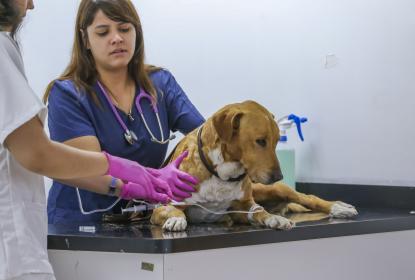 Atiende Hospital de Pequeñas Especies del CUCBA a hasta 40 pacientes al día