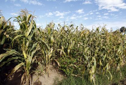 UdeG e IPN trabajan con agricultores de Tlajomulco para mejorar sus técnicas de producción 